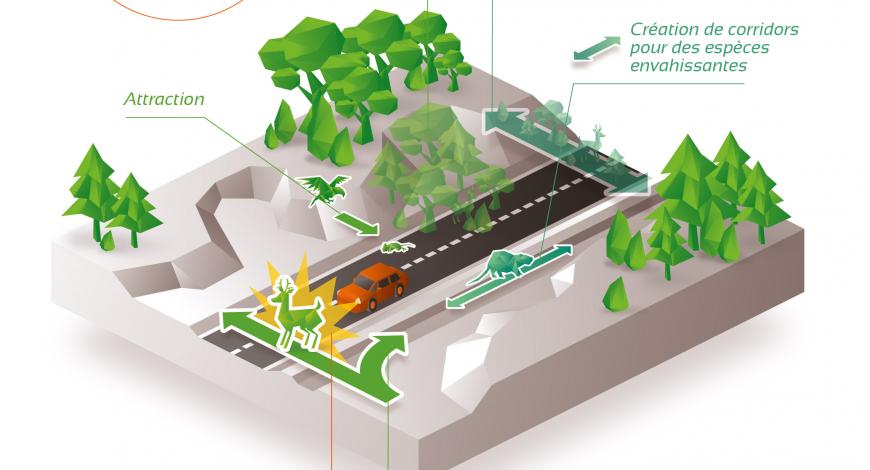 Impacts directs et indirects des infrastructures linéaires de transport sur la biodiversité