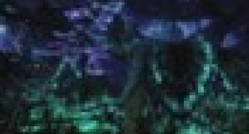 bioluminescence bioluminescence