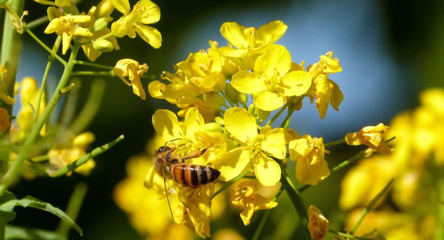 Selon le rapport Nexus de l’IPBES, les crises environnementales, sociales et économiques sont interconnectées Selon le rapport Nexus de l’IPBES, les crises environnementales, sociales et économiques sont interconnectées