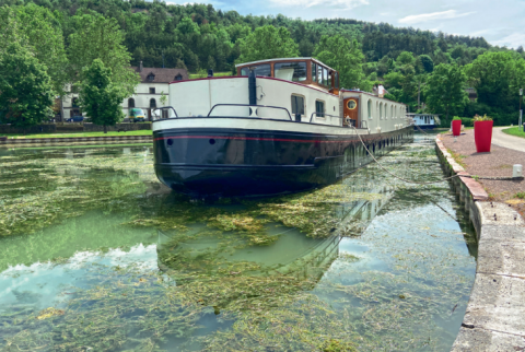 Le myriophylle hétérophylle : une progression fulgurante sur le territoire Nord-est.