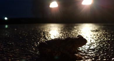 Ouvrages pérennes de franchissement des routes par les amphibiens