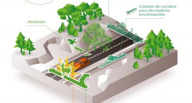 Impacts directs et indirects des infrastructures linéaires de transport sur la biodiversité