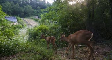 Femelle chevreuil et son faon s’apprêtant à traverser l'A7 sur l’écopont du col du Grand Boeuf