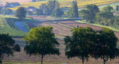 Allée d’arbres dans l’Aude