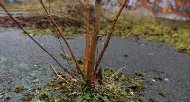 Comment arborer à moindre frais ? Pourquoi favoriser et accompagner la végétation spontanée ? 