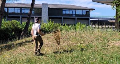 Inventaire entomologique sur le site du Cerema à Aix-en-Provence