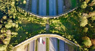 Les écoponts contribuent à la préservation de la biodiversité