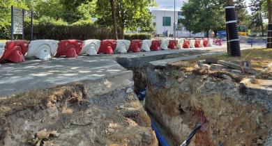 Publication d’un guide pour améliorer la cohabitation entre racines et réseaux