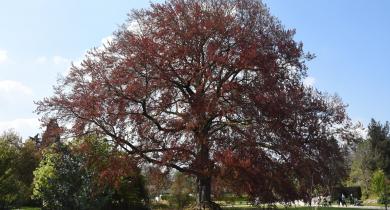 Préservation de la biodiversité au travers des arbres.  