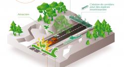 Impacts directs et indirects des infrastructures linéaires de transport sur la biodiversité